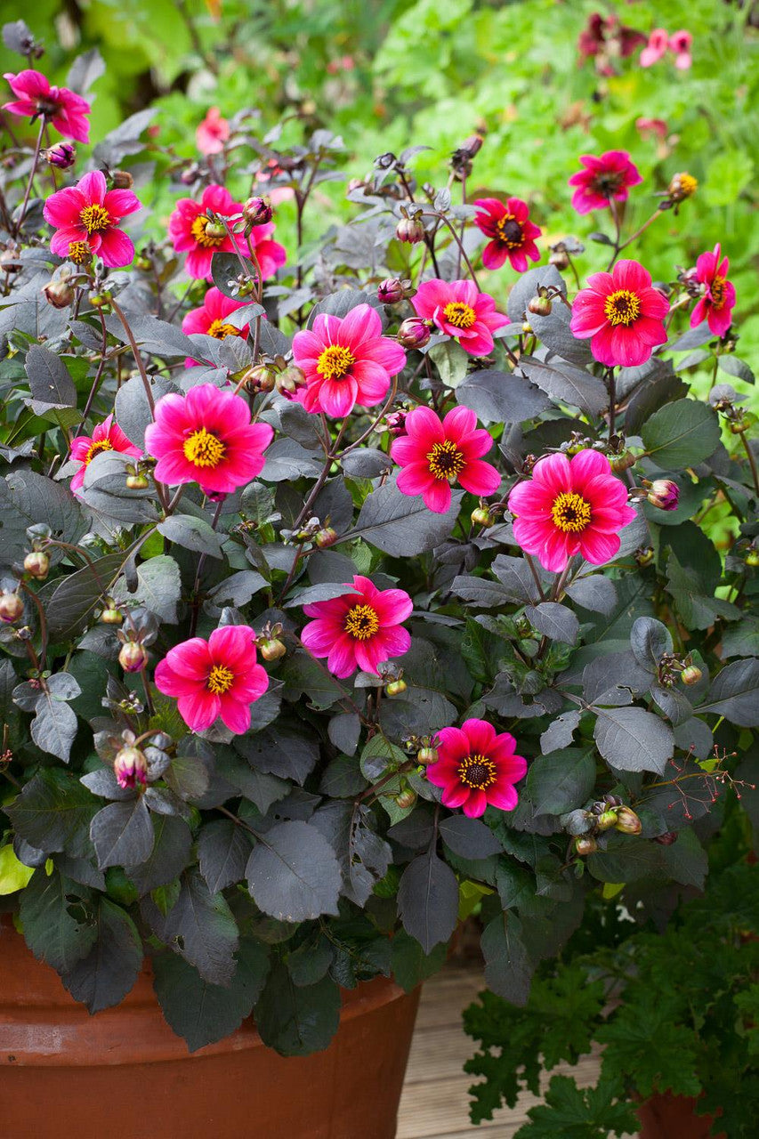 Sarah Raven Plants Dahlia Roxy Pflanzen 3x 9cm magenta