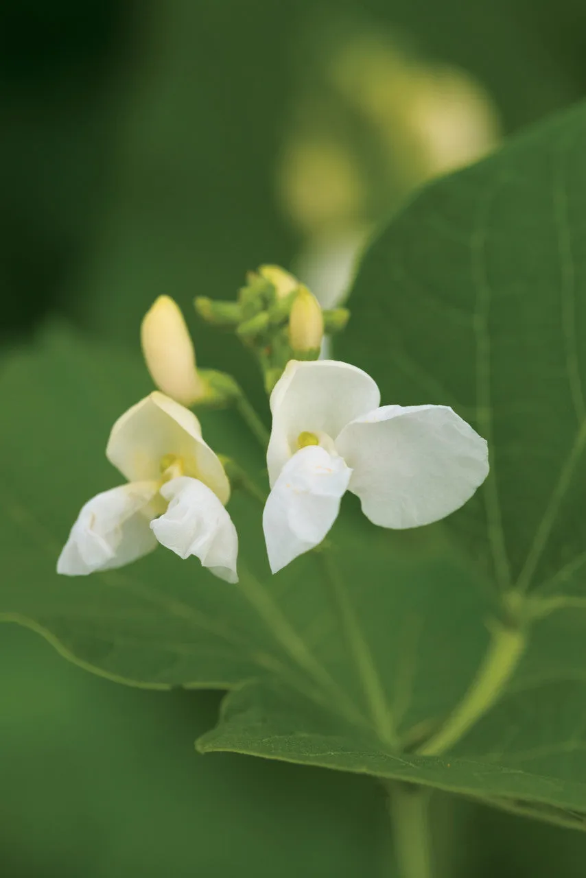 Sarah Raven Seeds Feuerbohne White Lady Samen 40 Samen weiße Blüten