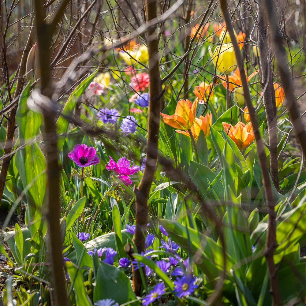 Sarah Raven Bulbs Early Spring Jewels Blumenzwiebeln 60 mehrjährig