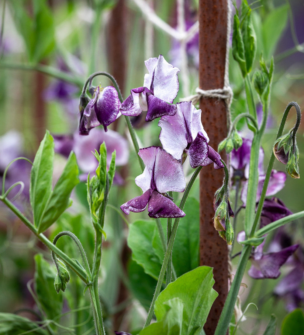 Sarah Raven Plants Sweet Pea Nimbus Blumensamen 25 duftend