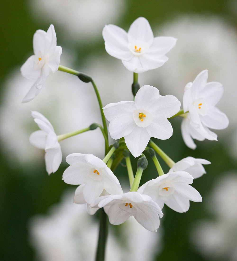 Sarah Raven Bulbs Narcissus Inbal Blumenzwiebeln 10 Stück früh