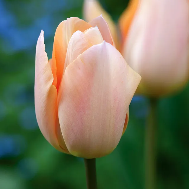 Sarah Raven Bulbs Tulpe Apricot Beauty Blumenzwiebeln 10 Lachs