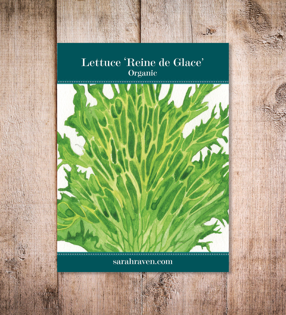 Sarah Raven Lettuce Reine de Glaces Salatsamen 250 Samen bio