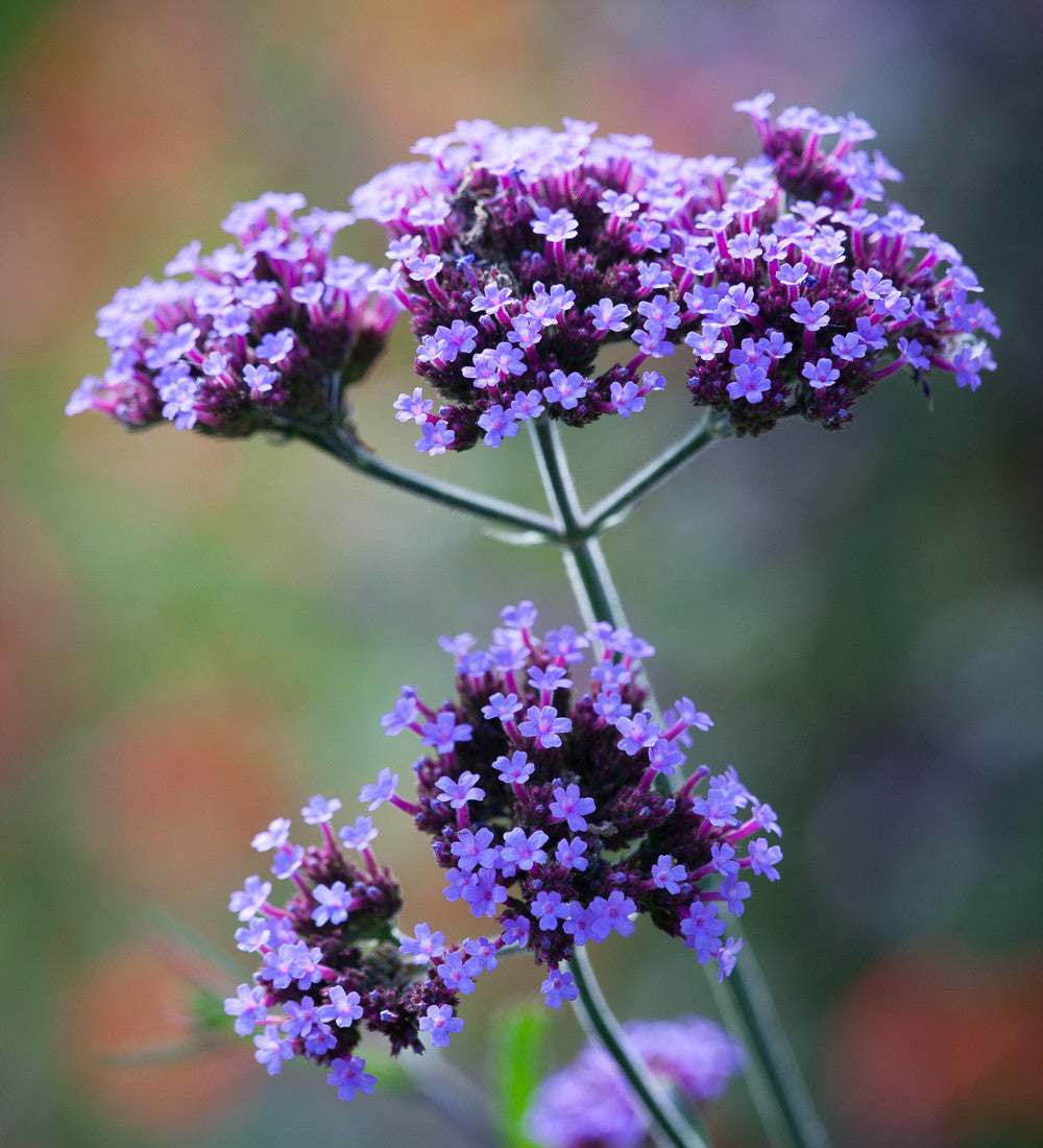 Sarah Raven Plants Verbena Lollipop Gartenpflanze 3x9cm Topf lila