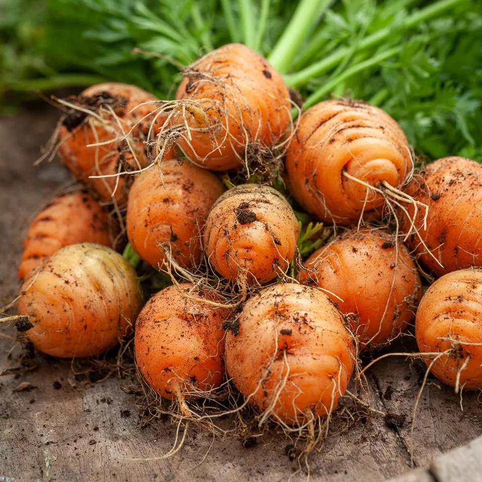 Sarah Raven Seeds Karotte Paris Market 5 Samen 350 Stück