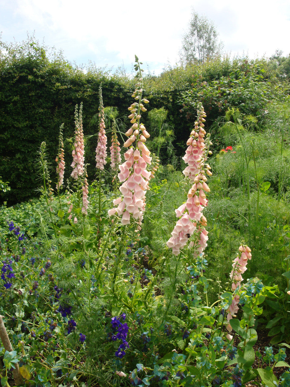 Sarah Raven Plants Digitalis purpurea Suttons Apricot Fingerhut 150 Samen rosa