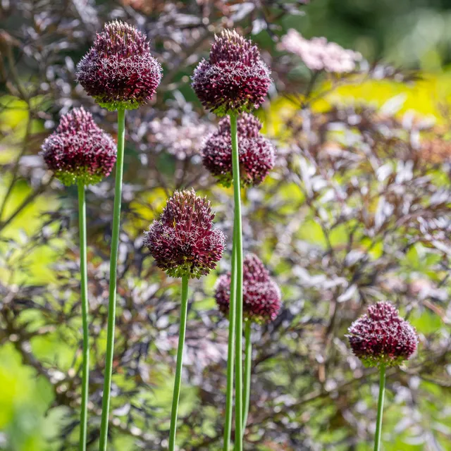 Sarah Raven Bulbs Allium Red Mohican Blumenzwiebeln 6 Stück rot