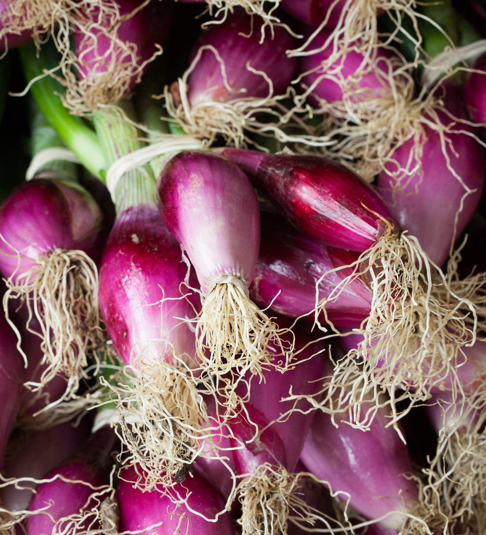 Sarah Raven Seeds Zwiebel Long Red Florence 350 Samen mild