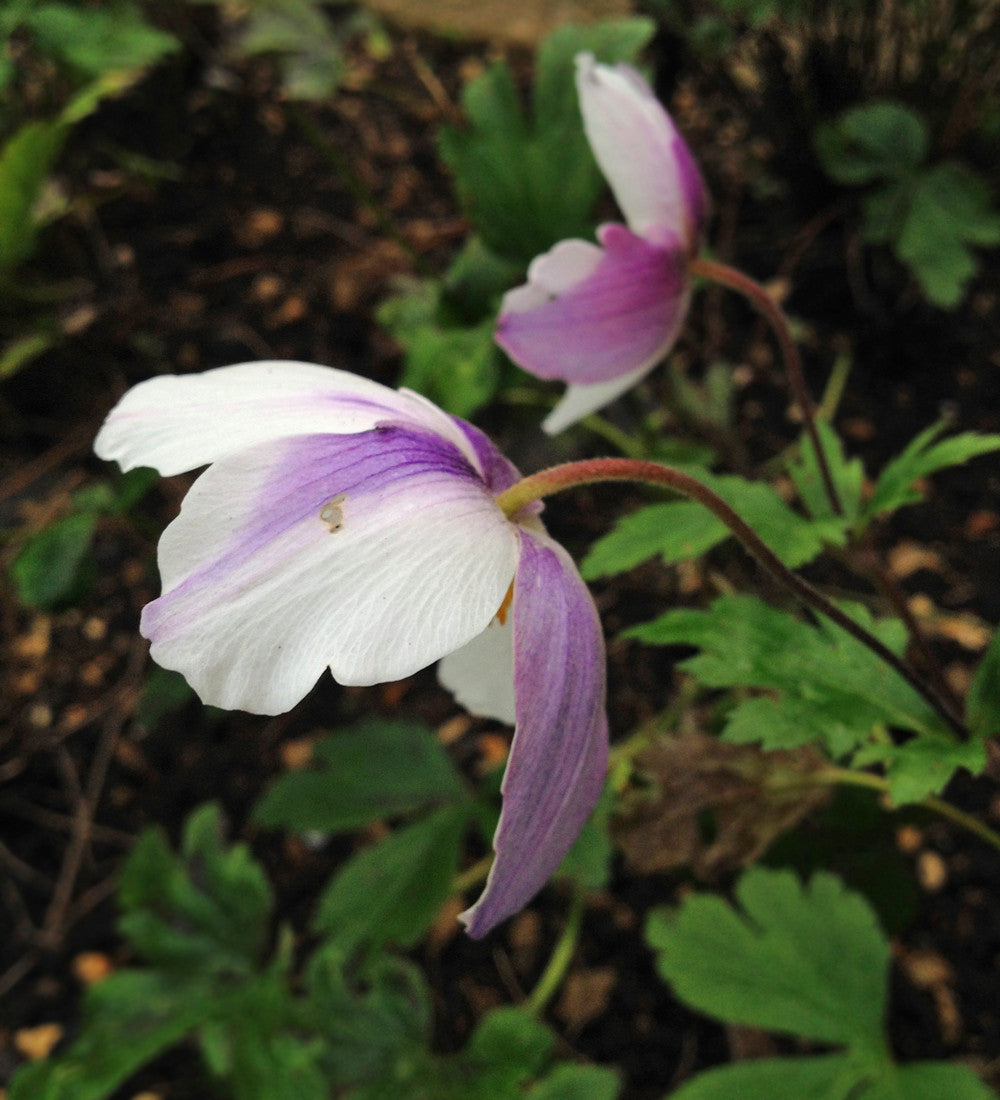 Sarah Raven Plants Anemone Wild Swan Pflanze 3x9cm weiß