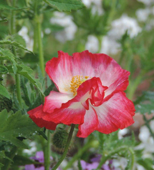 Sarah Raven Seeds Papaver rhoeas Mother of Pearl Samen 120 Samen rosa
