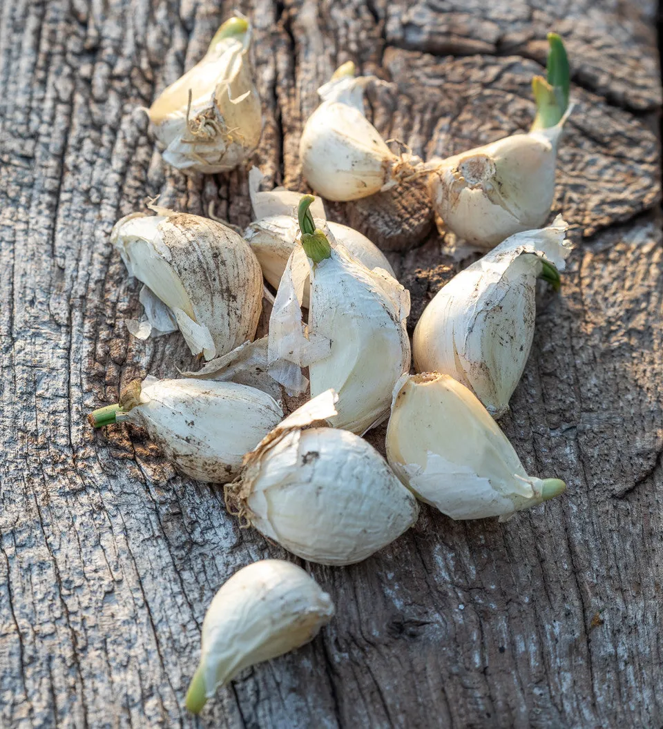 Sarah Raven Knoblauch Extra Early Wight 2 Zwiebeln