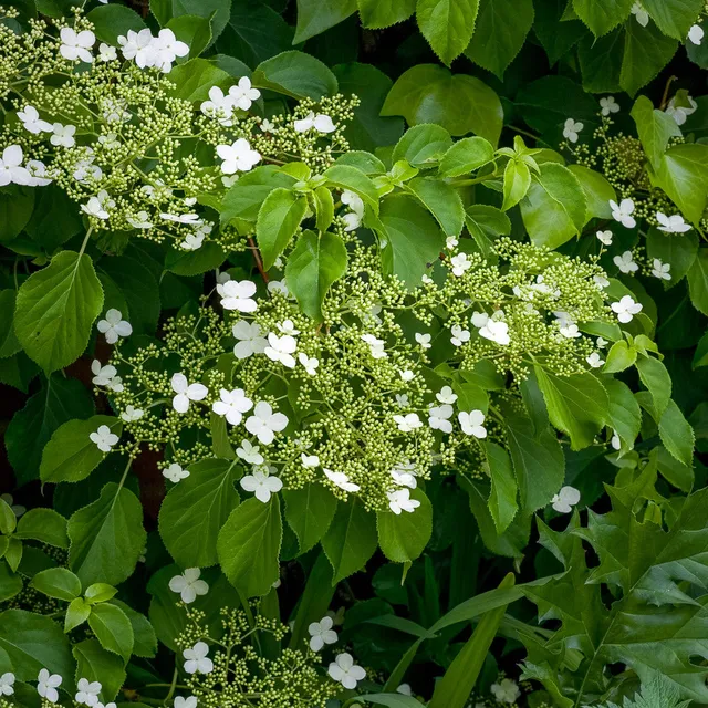 Sarah Raven Plants Hydrangea petiolaris Kletterhortensie 2 Liter Schatten
