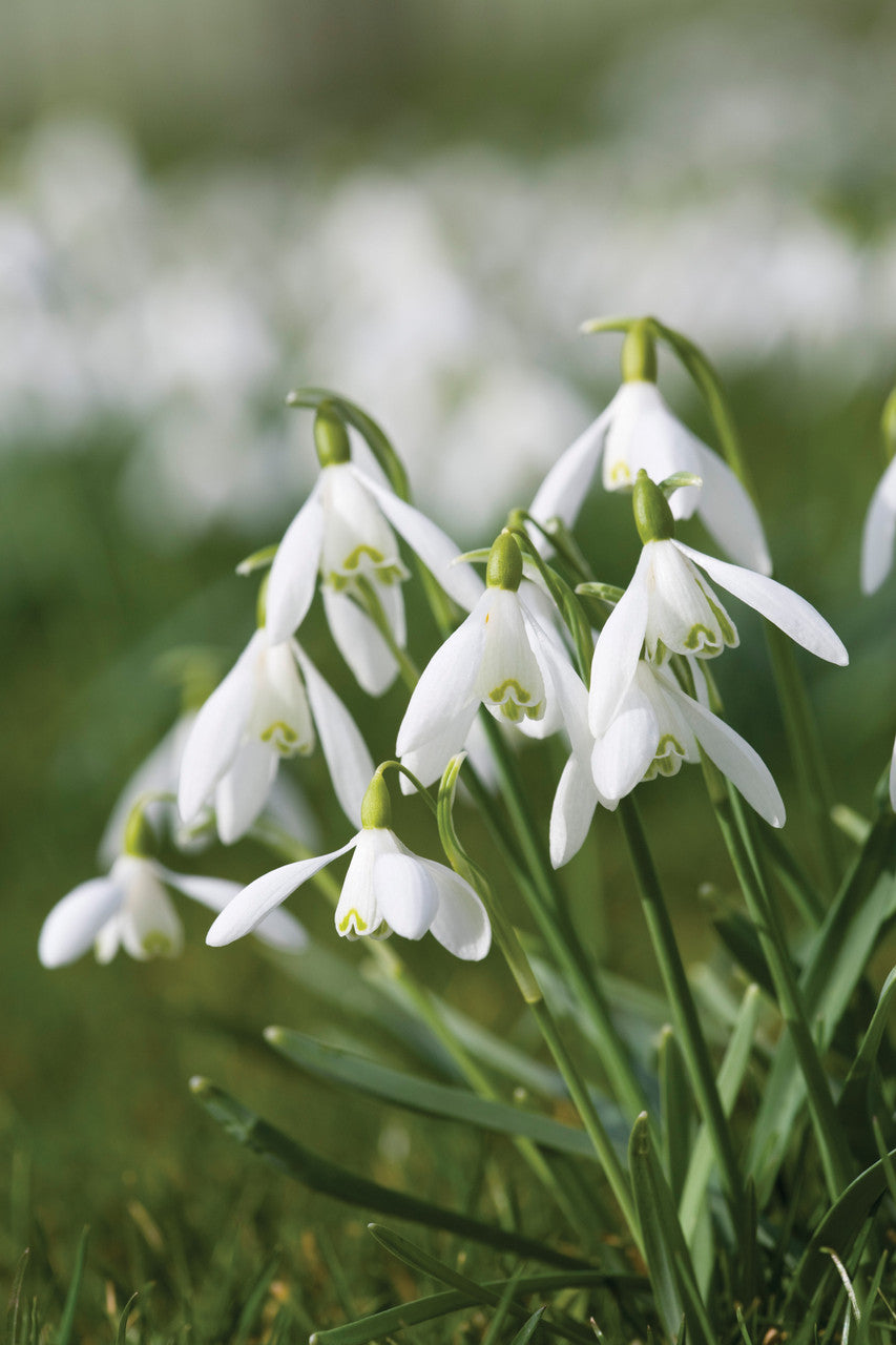 Sarah Raven Schneeglöckchen Blumenzwiebeln 30 Stück weiß