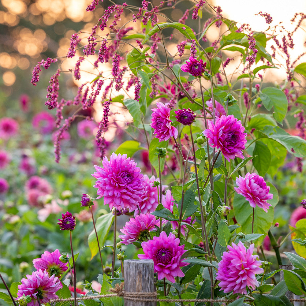 Sarah Raven Bulbs Dahlie Nashville Blumenzwiebel 1 Knolle rosa