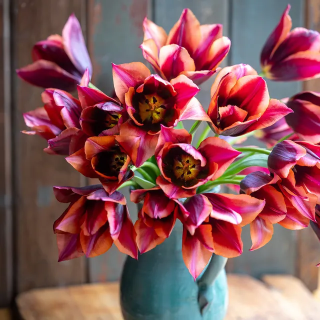 Sarah Raven Bulbs Tulpe Slawa Blumenzwiebeln 10 Stück rot