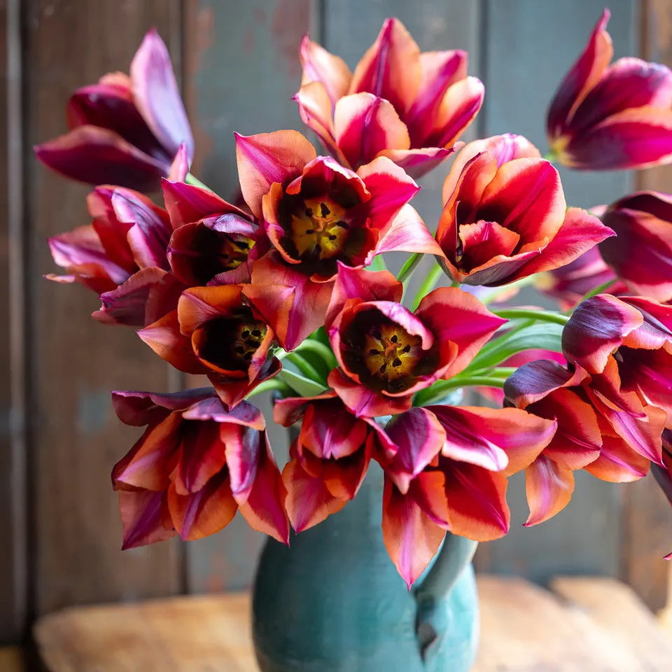 Sarah Raven Bulbs Tulpe Slawa Blumenzwiebeln 10 Stück rot