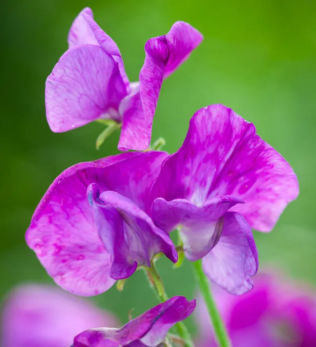 Sarah Raven Plants Sweet Pea Eclipse Wickensamen 20 Samen lila