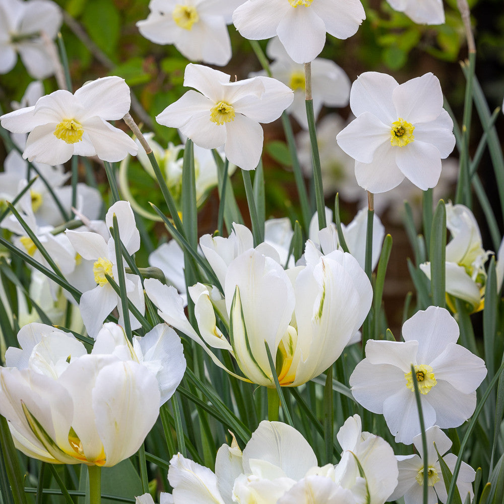 Sarah Raven Bulbs White Garden Blumenzwiebeln 80 Weiss Mix