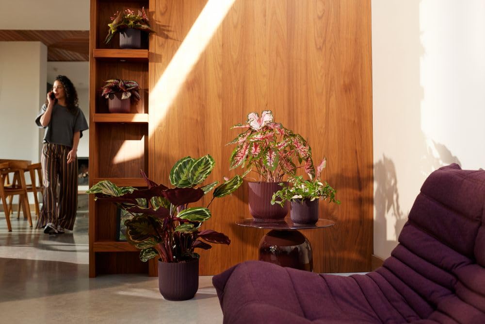 elho Winery Collection Blumentopf 3er-Set Dunkelviolett Indoor