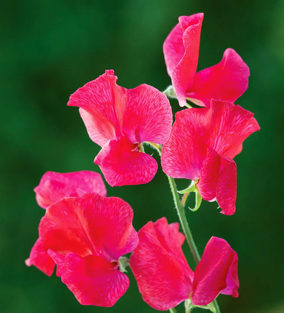 Sarah Raven Seeds Sweet Pea Barry Dare Duftwicke 20 Samen pink