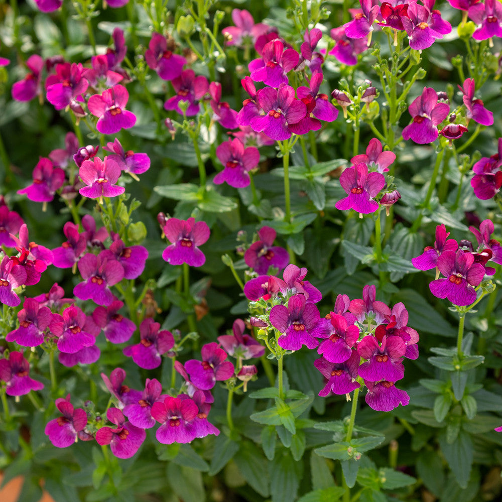 Sarah Raven Plants Nemesia Lady Ruby Pflanzen 3x9cm rot duftend