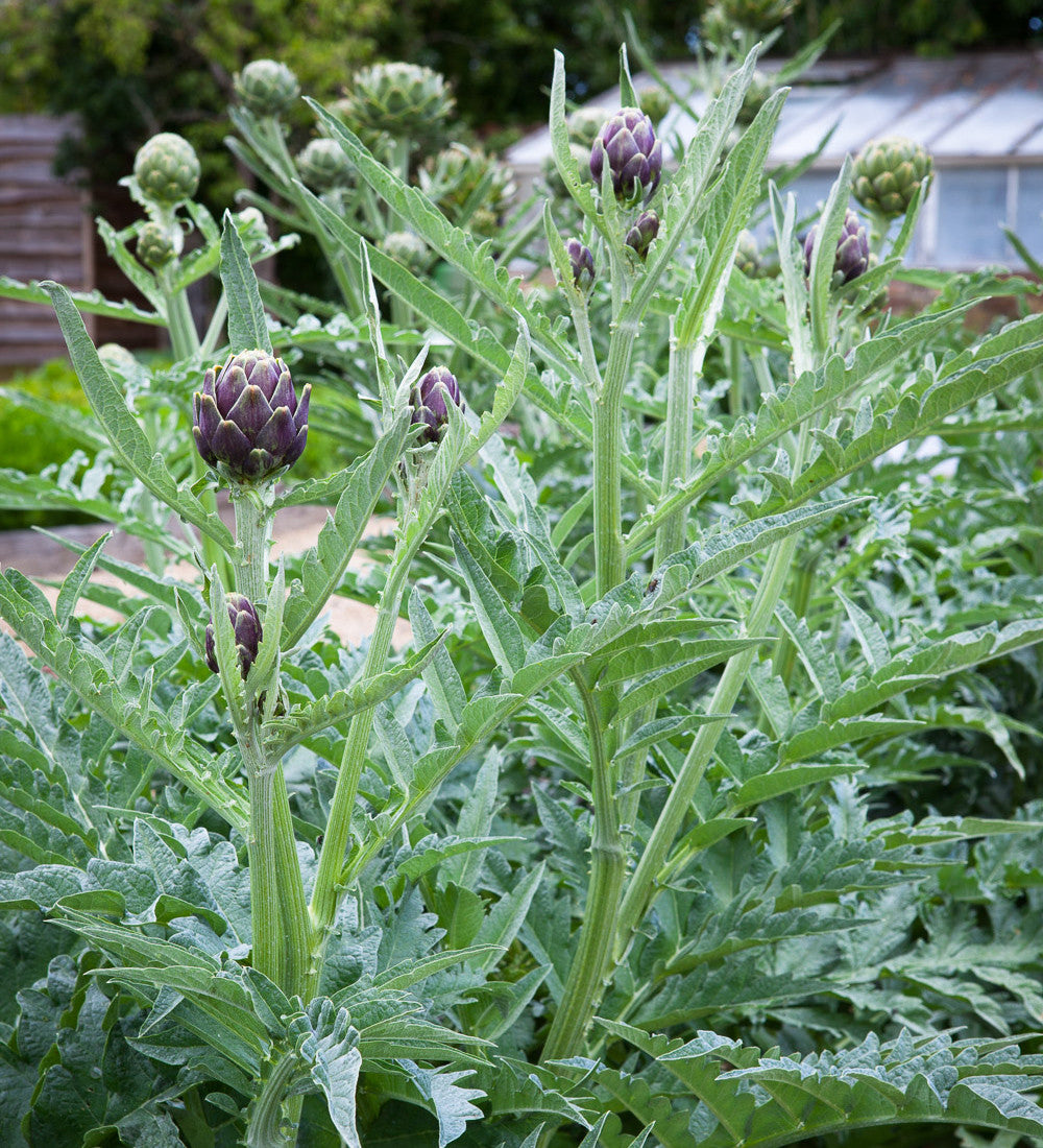 Sarah Raven Kardone Cynara Cardunculus 3x9cm Töpfe