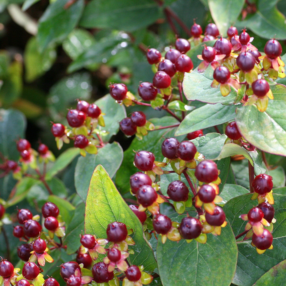 Sarah Raven Hypericum Magical Universe Pflanze 2 Liter Topf