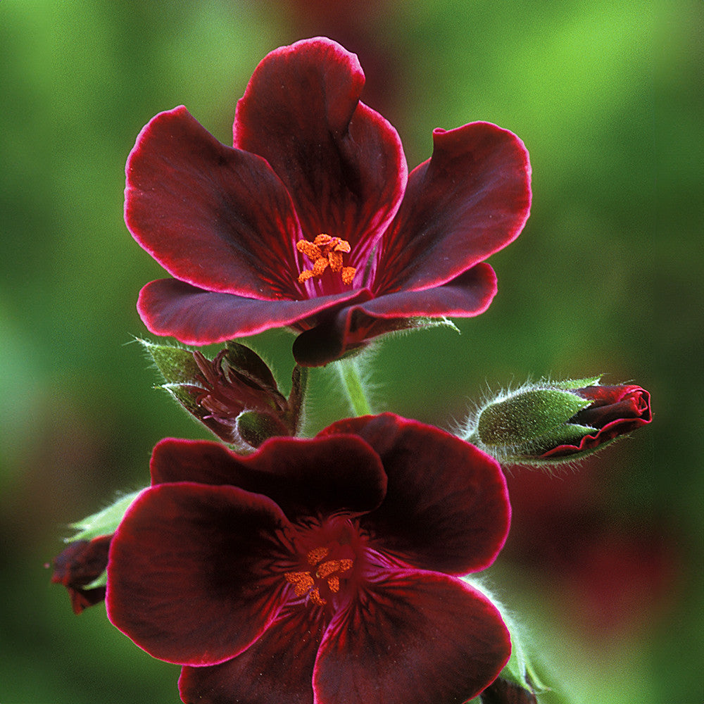 Sarah Raven Plants Venetian Pelargonium Kollektion Pflanze 3x 9cm Topf