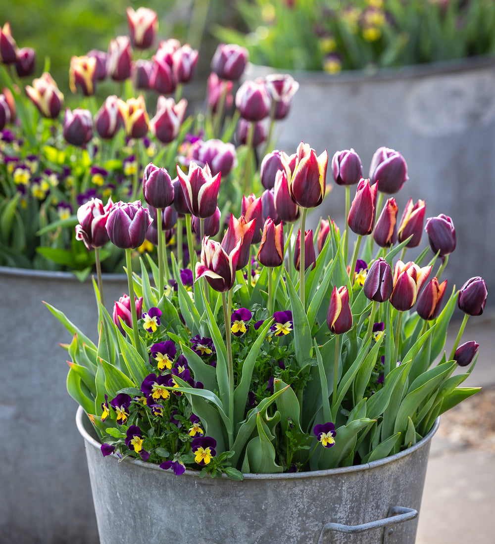 Sarah Raven Bulbs Granite Quartz Tulpen Mix 30 Stk dunkel