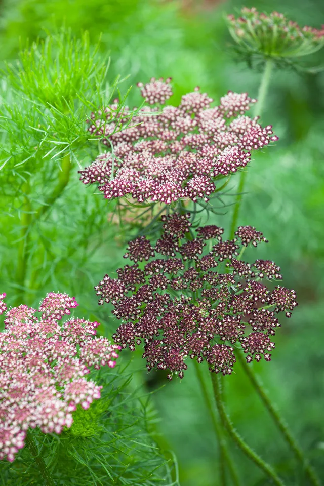 Sarah Raven Daucus carota Purple Kisses Mix Samen 150 Stück