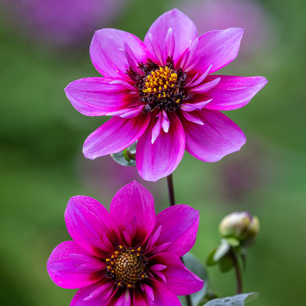 Sarah Raven Bulbs Dahlia Skyfall Dahlienknolle 1 Knolle rosa