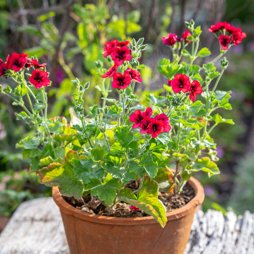 Sarah Raven Plants Pelargonium Mystery Pflanzen 3x 9cm rot
