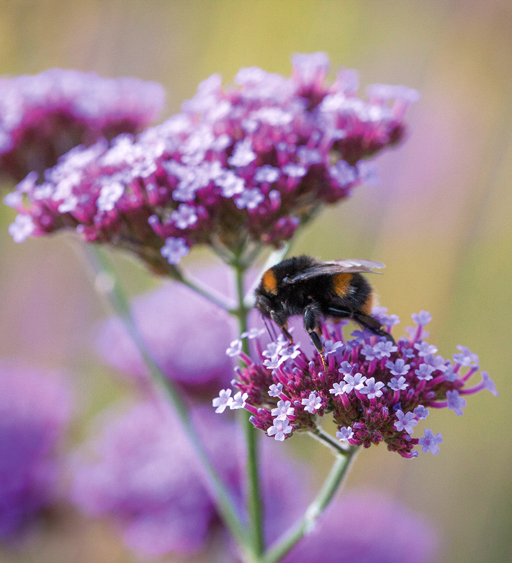 Sarah Raven Verbena bonariensis Samen 250 Stück lila