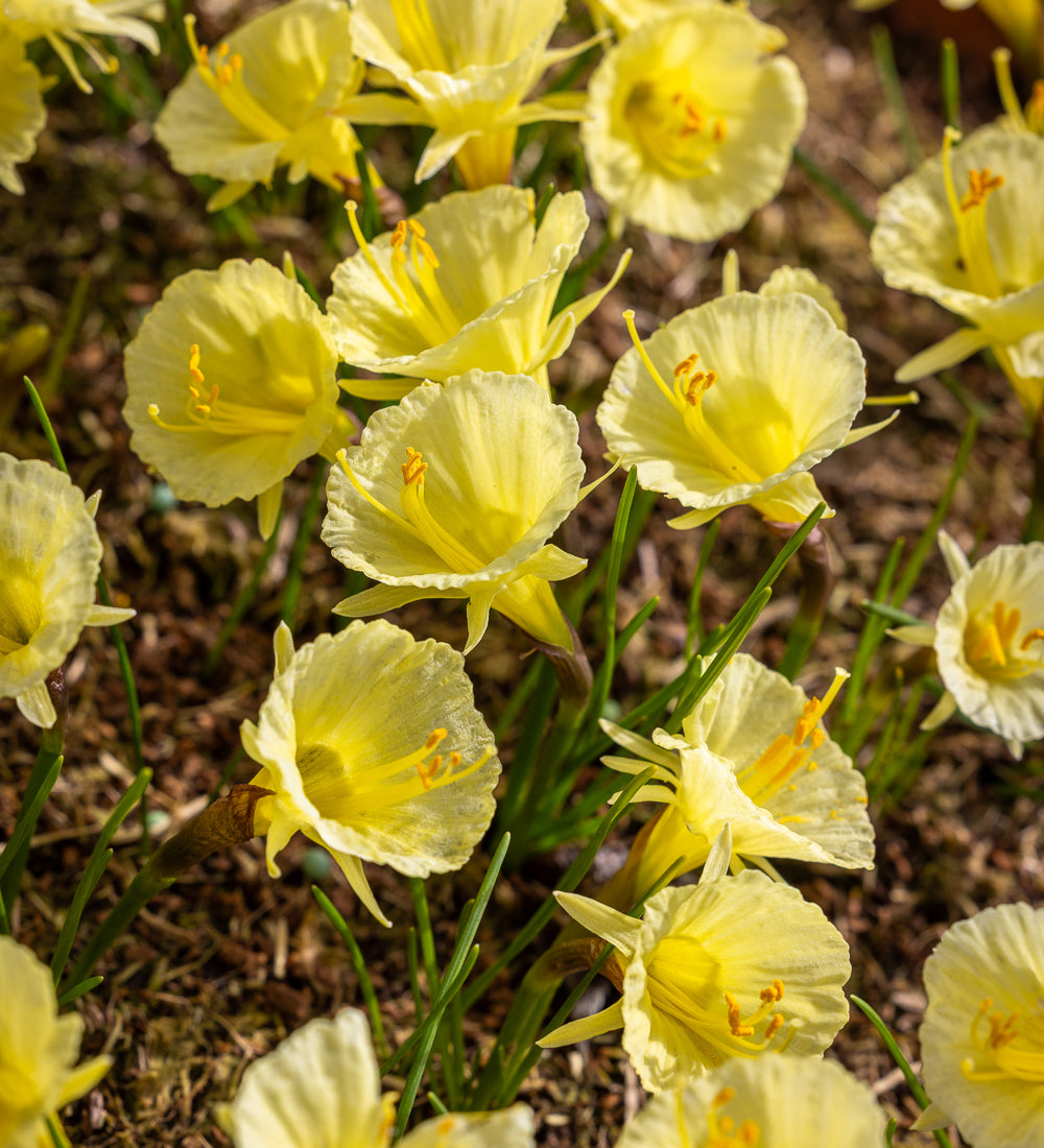 Sarah Raven Bulbs Narcissus Julia Jane Narzissen 15 Zwiebeln