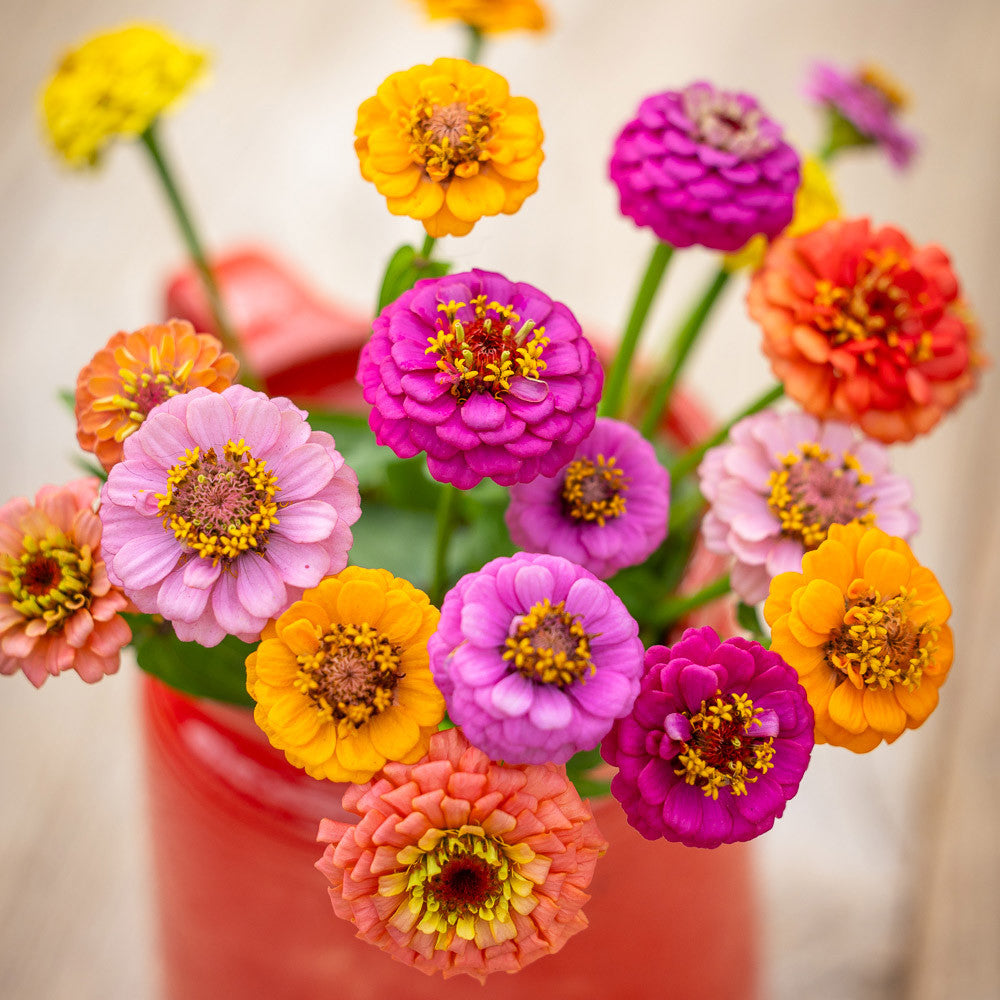 Sarah Raven Zinnia Lilliput Mix Blumensamen 75 Samen bunt