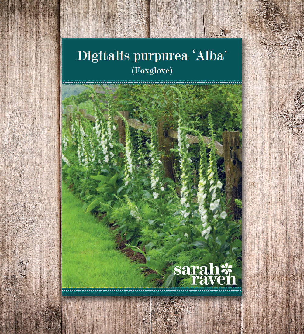 Sarah Raven Plants Digitalis Albiflora Fingerhut Samen 340 Stück creme