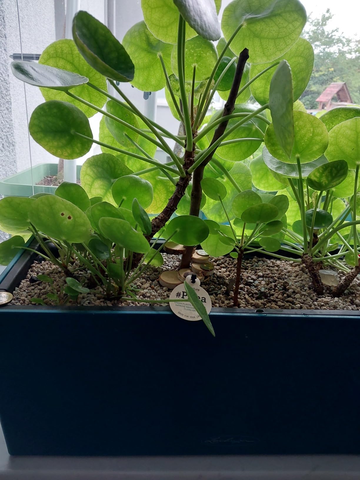 Lechuza Balconera Color 50 Balkonkasten Weiß 50cm mit Bewässerung
