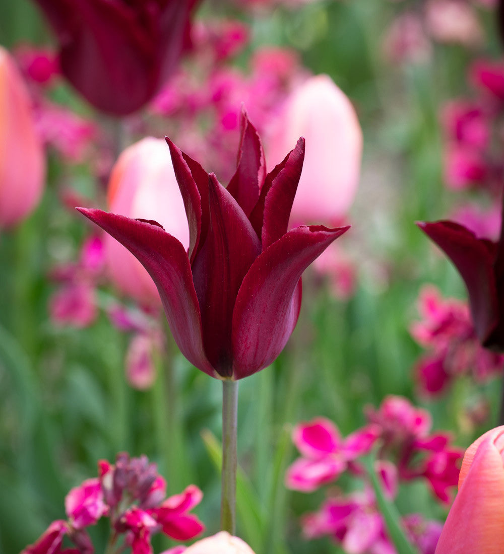 Sarah Raven Bulbs Tulpen Sarah Raven Ballerina 30 Zwiebeln