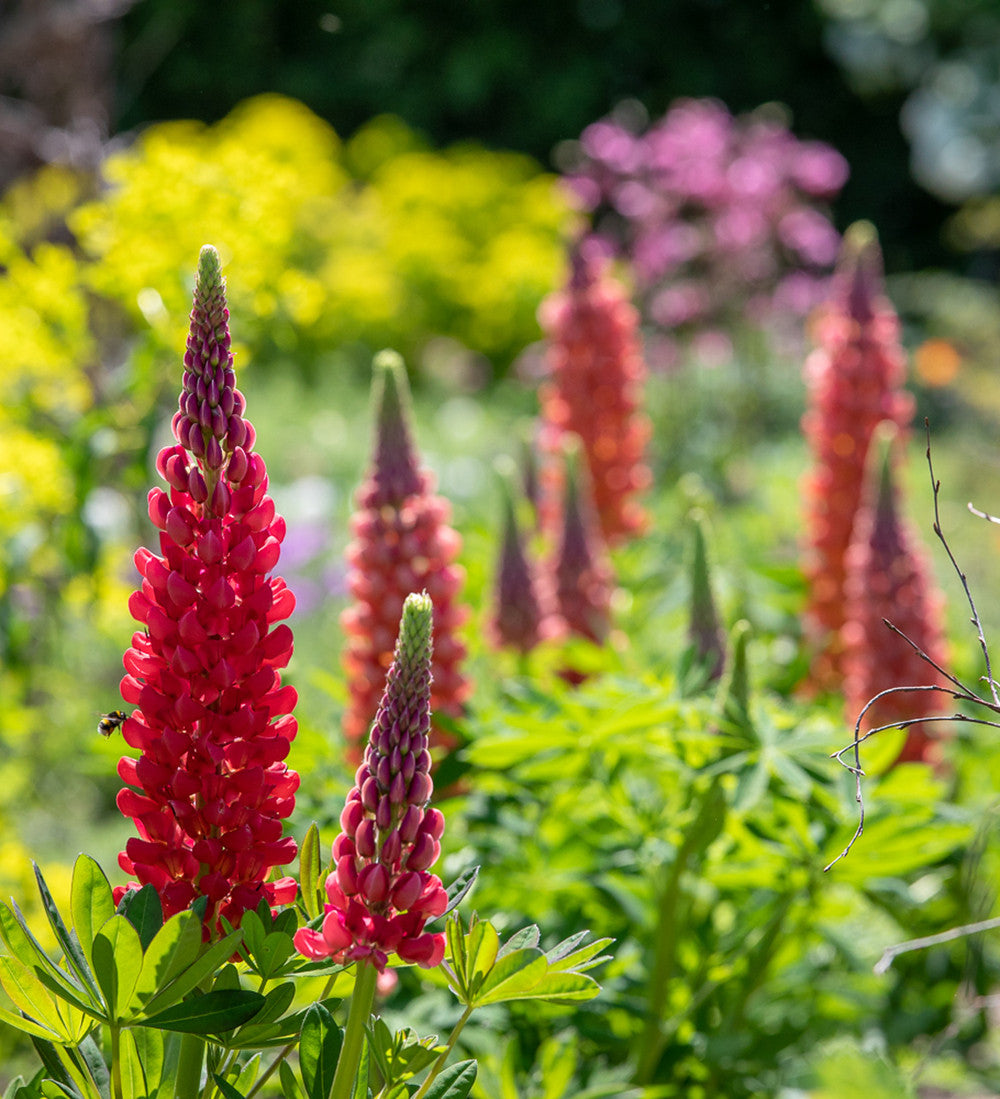 Sarah Raven Plants Lupine Terracotta Pflanze 2 Liter terracotta