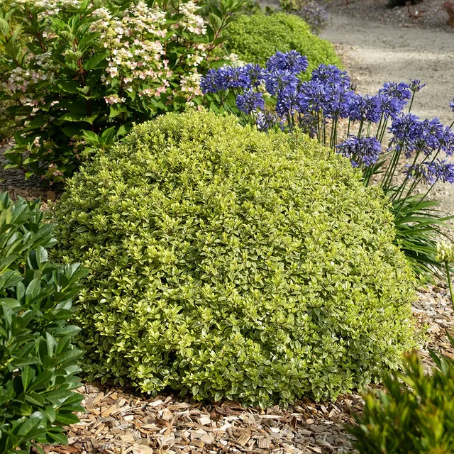Sarah Raven Plants Pittosporum Glo Ball Strauch 2-Liter-Topf