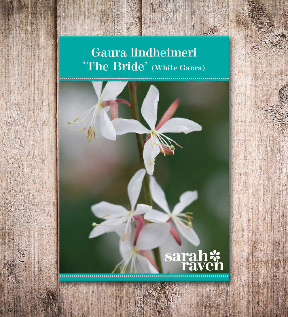 Sarah Raven Plants Gaura The Bride Pflanze 3x 9cm weiß