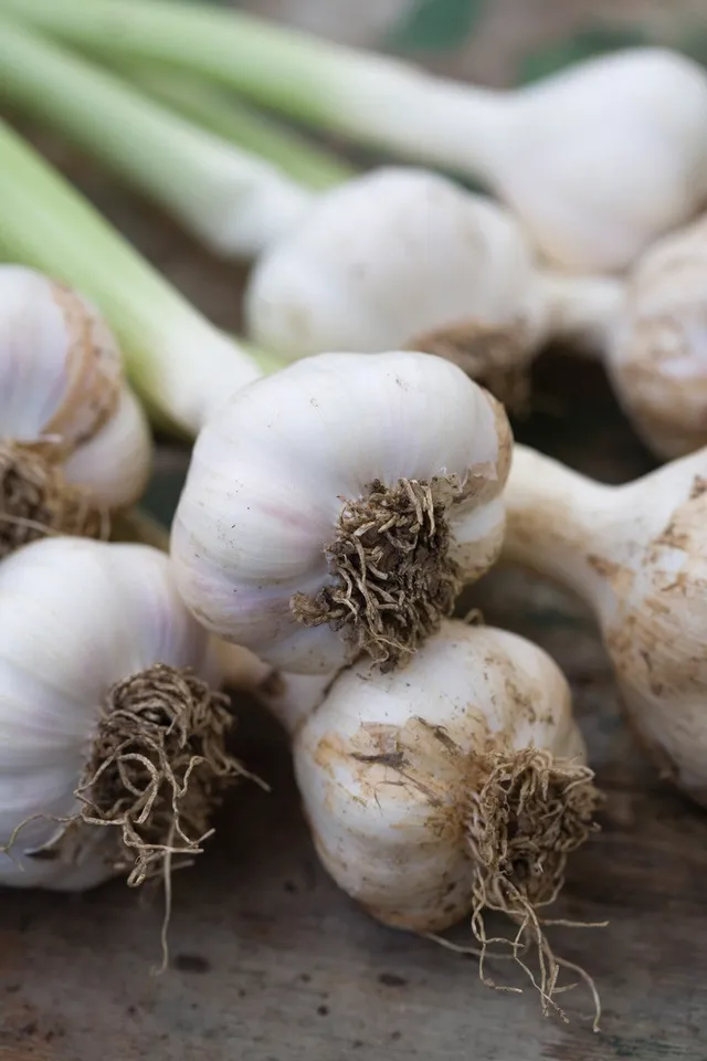 Sarah Raven Bulbs Knoblauch Solent Wight Blumenzwiebeln 2 Stück