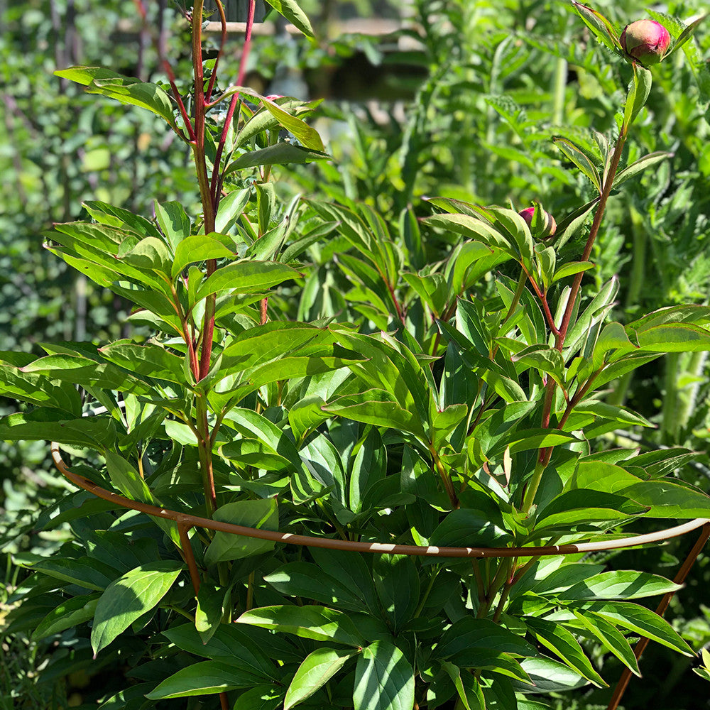 Sarah Raven Gardening Fluted Peony Support Rankhilfe Medium Stahl
