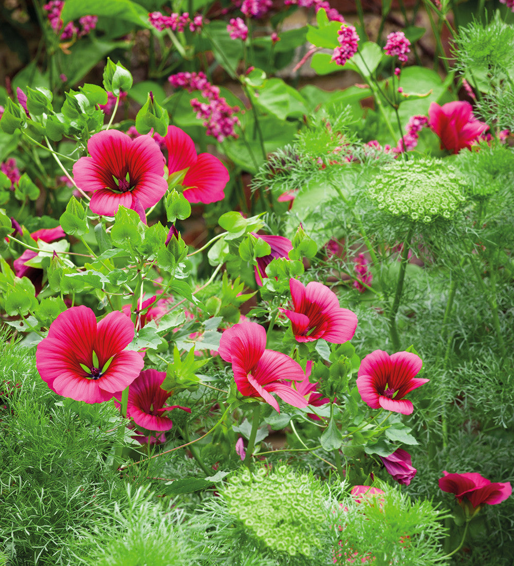 Sarah Raven Seeds Malope Vulcan Samen 70 Stück magenta