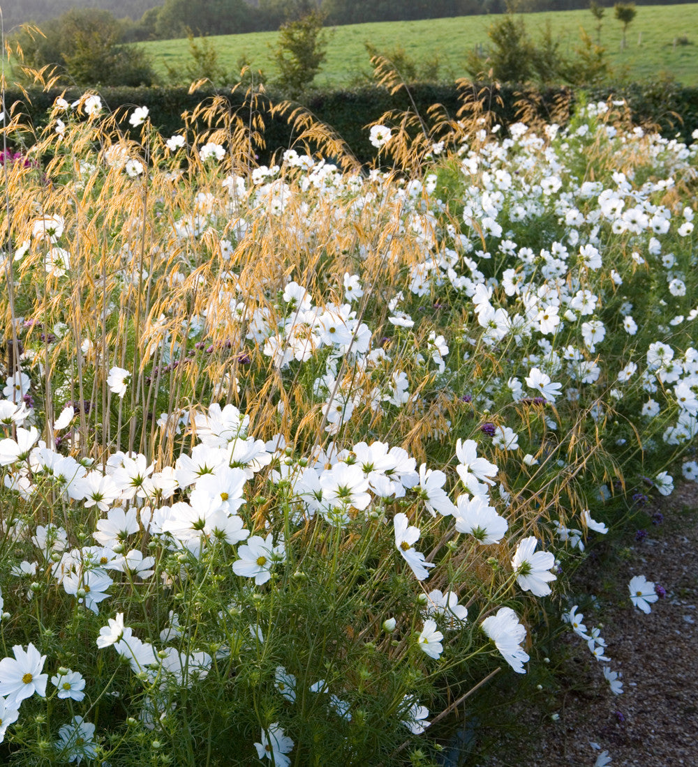 Sarah Raven Cosmos Purity Samen 100 Samen weiß Schnittblume