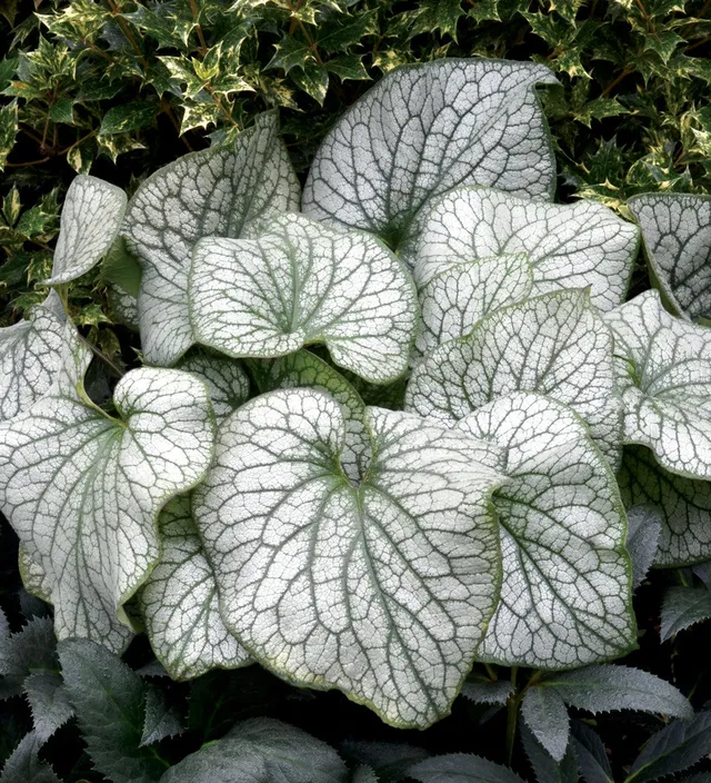 Sarah Raven Plants Brunnera Alexanders Great Staude 3x 9cm Töpfe