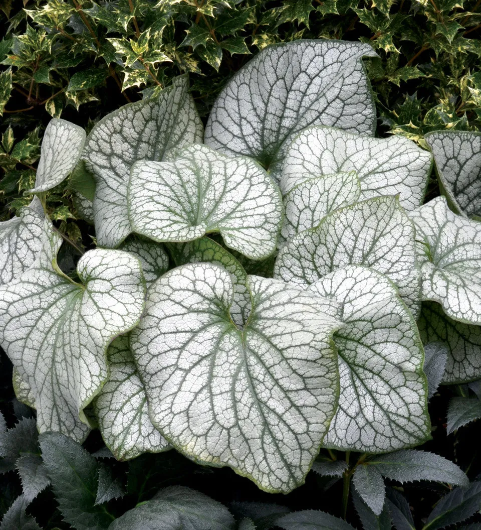 Sarah Raven Plants Brunnera Alexanders Great Staude 3x 9cm Töpfe