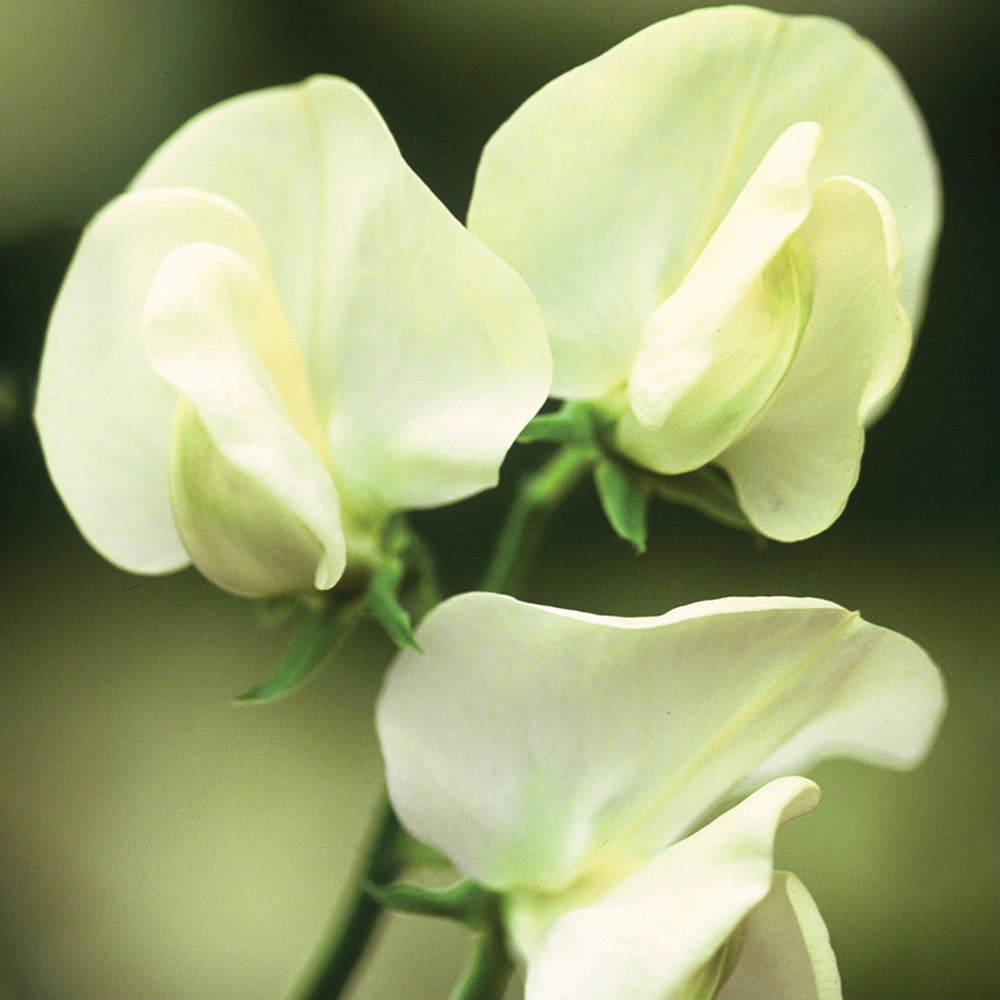 Sarah Raven White Garden Duftwickensamen 20 Samen duftend