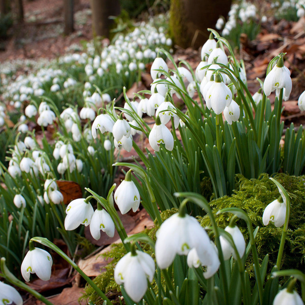 Sarah Raven Bulbs Galanthus nivalis Schneeglöckchen 25 im Grünen