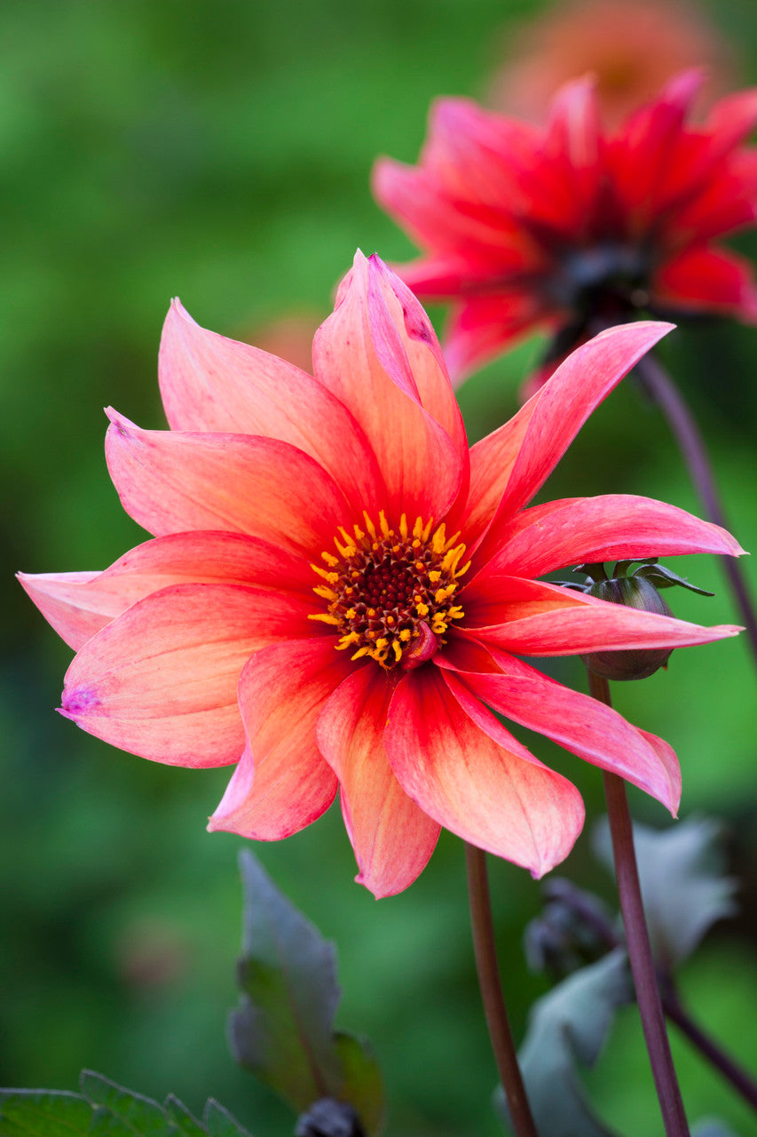 Sarah Raven Bulbs Dahlien Kollektion Knollen 4 Knollen